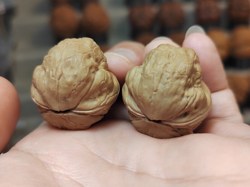 铁核桃代表 - 铁鹦鹉
