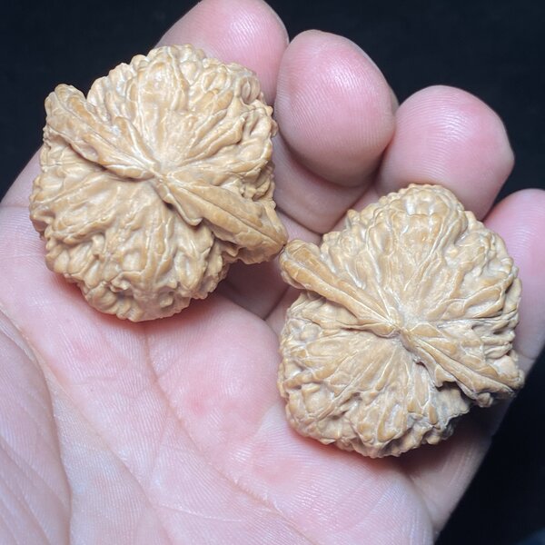 白狮子头 - 黄尖黄边参考