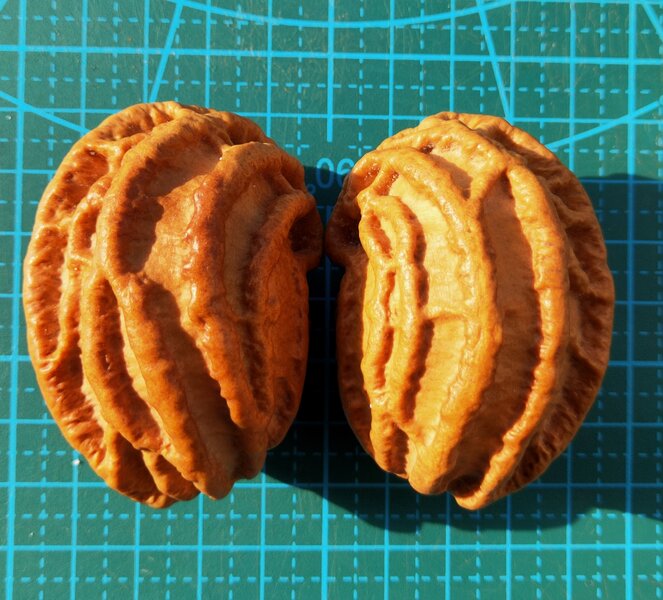 鬼脸核桃